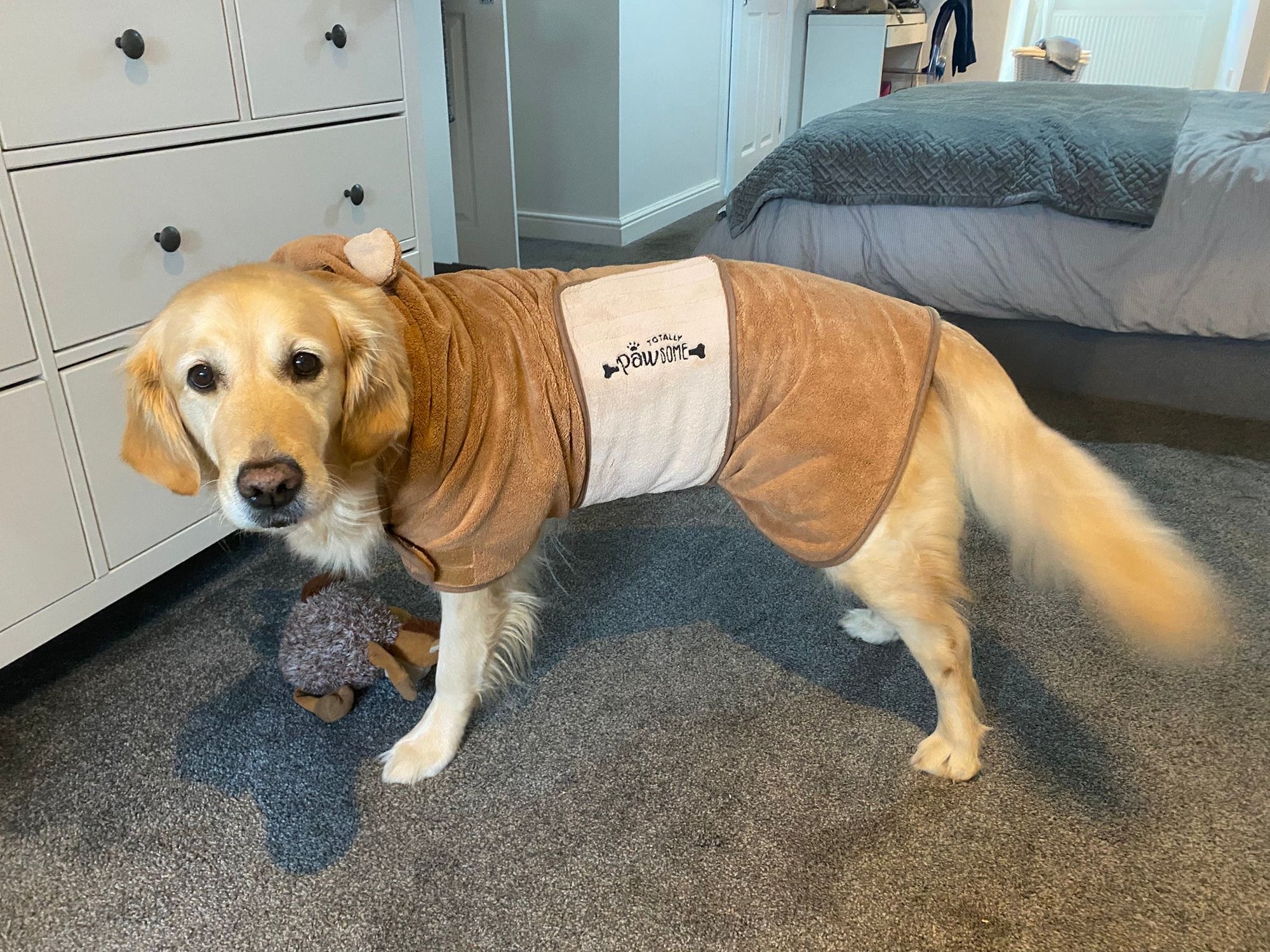 Golden retriever bear drying robe 