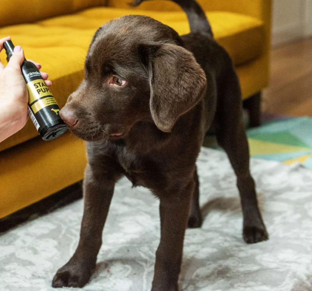 star pups dog mist with puppy