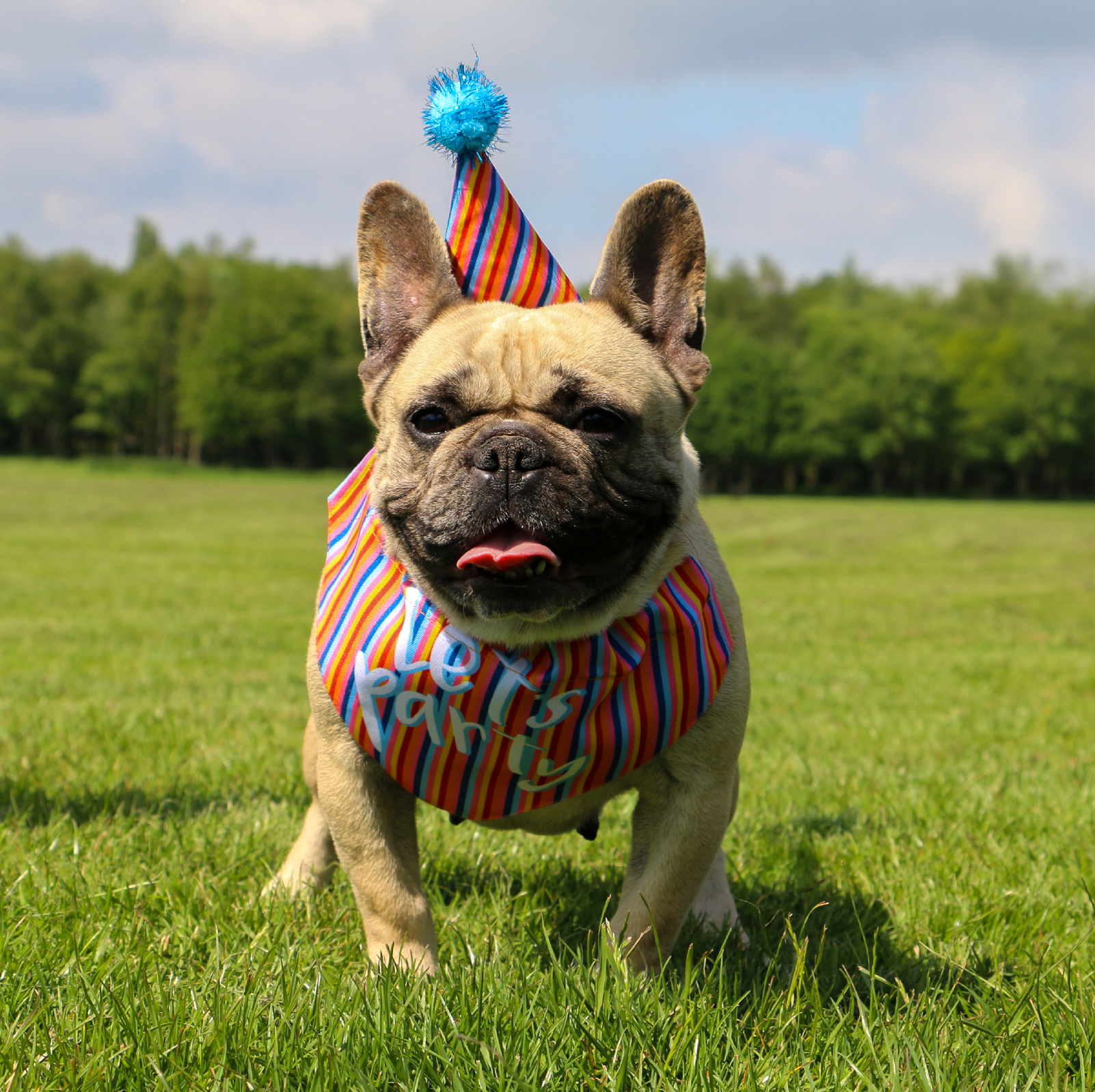 Lets Party Birthday Pup Birthday Bandana & Pawty Hat