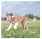 Kong Puppy Teething Stick