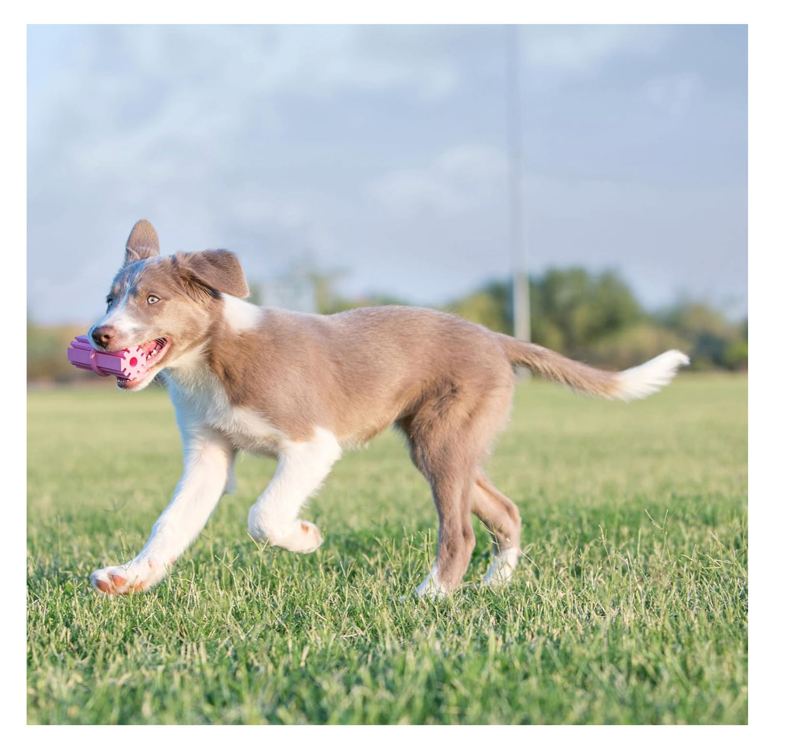 Kong Puppy Teething Stick