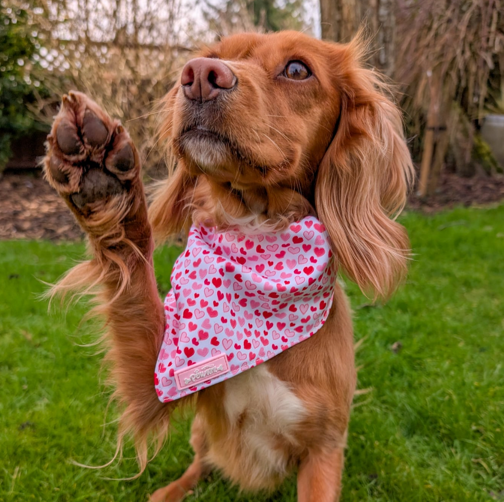 I Woof You Bandana